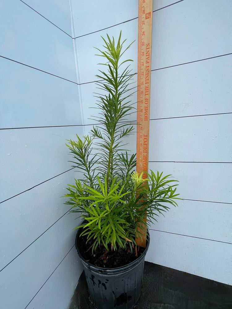 podocarpus-macrophyllus-maki-japanese-yew
