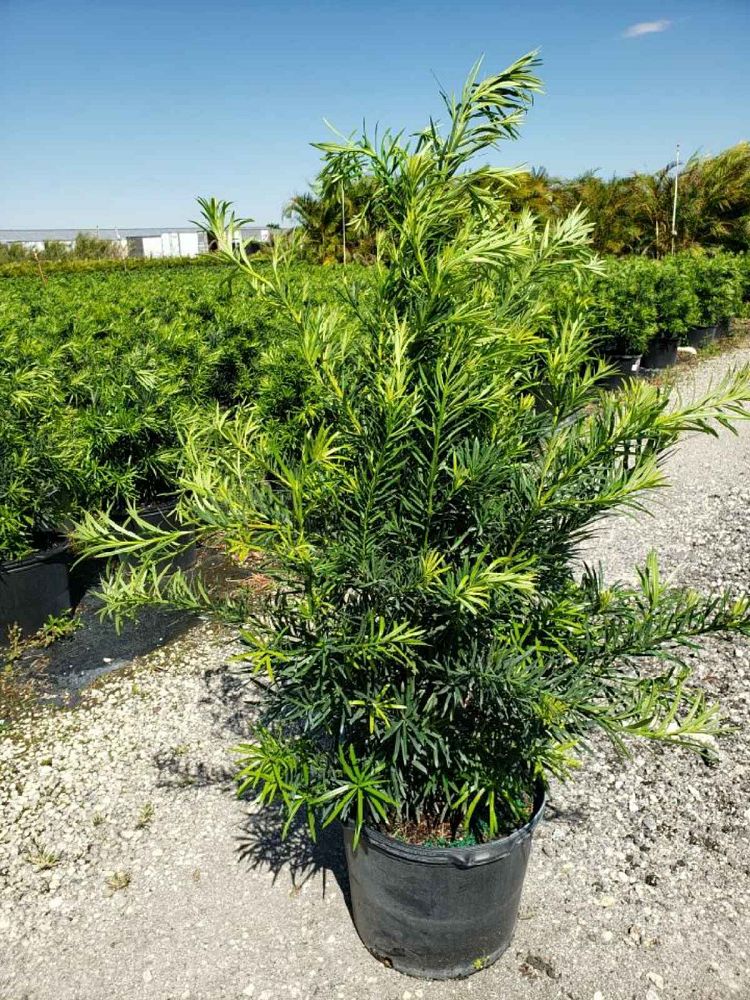 podocarpus-macrophyllus-maki-japanese-yew