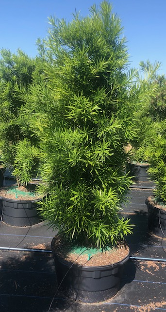 podocarpus-macrophyllus-maki-japanese-yew