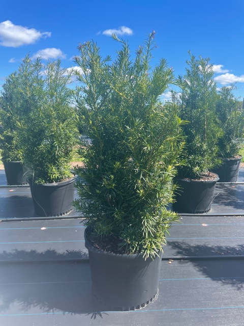 podocarpus-macrophyllus-maki-japanese-yew