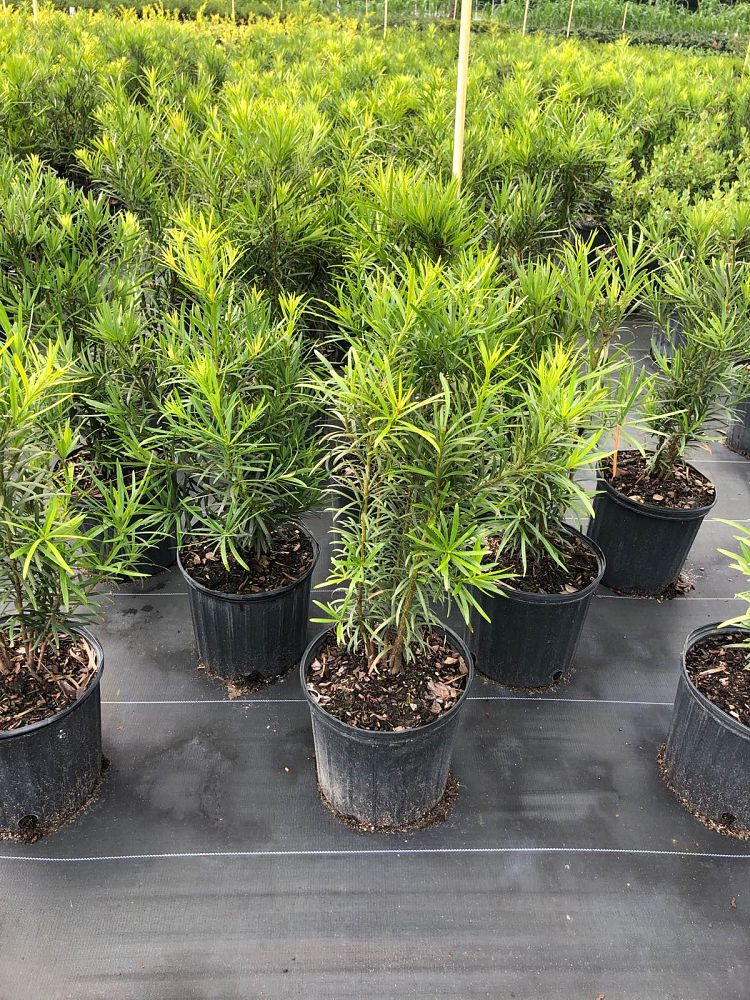 podocarpus-macrophyllus-maki-japanese-yew