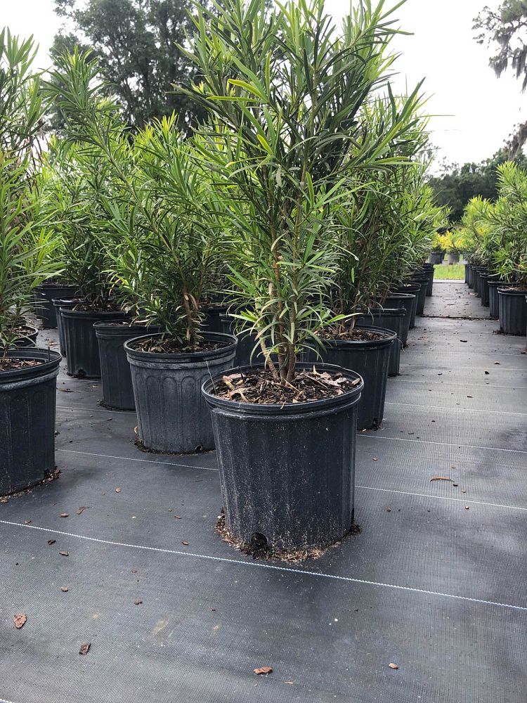 podocarpus-macrophyllus-maki-japanese-yew