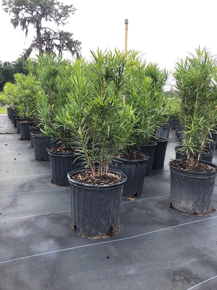 podocarpus-macrophyllus-maki-japanese-yew