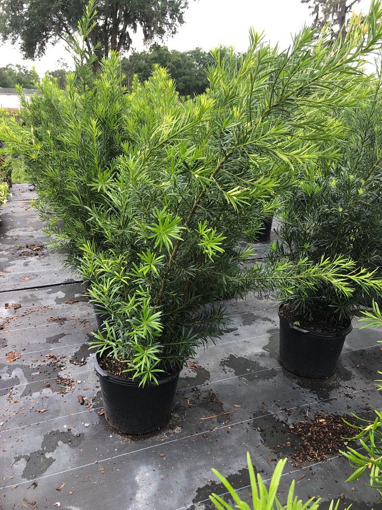 podocarpus-macrophyllus-maki-japanese-yew
