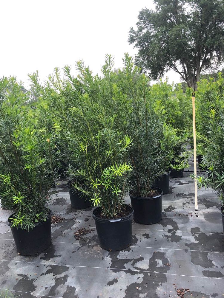 podocarpus-macrophyllus-maki-japanese-yew