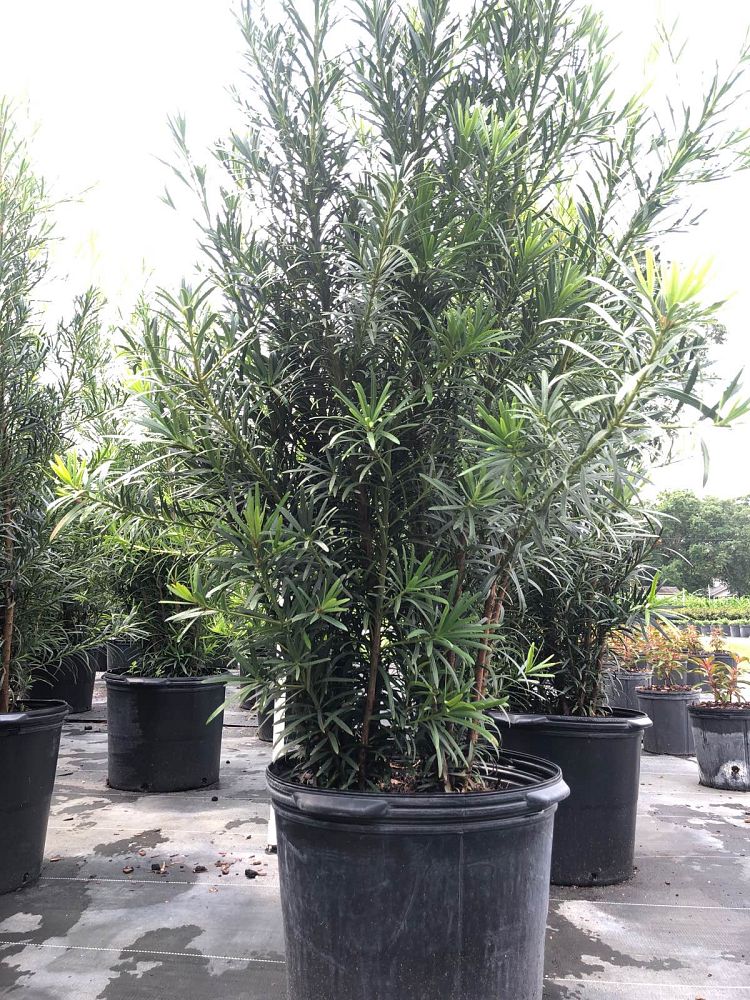 podocarpus-macrophyllus-maki-japanese-yew