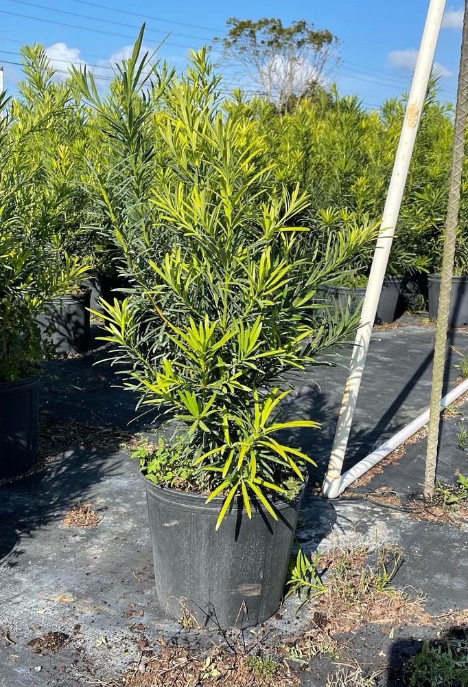 podocarpus-macrophyllus-maki-japanese-yew