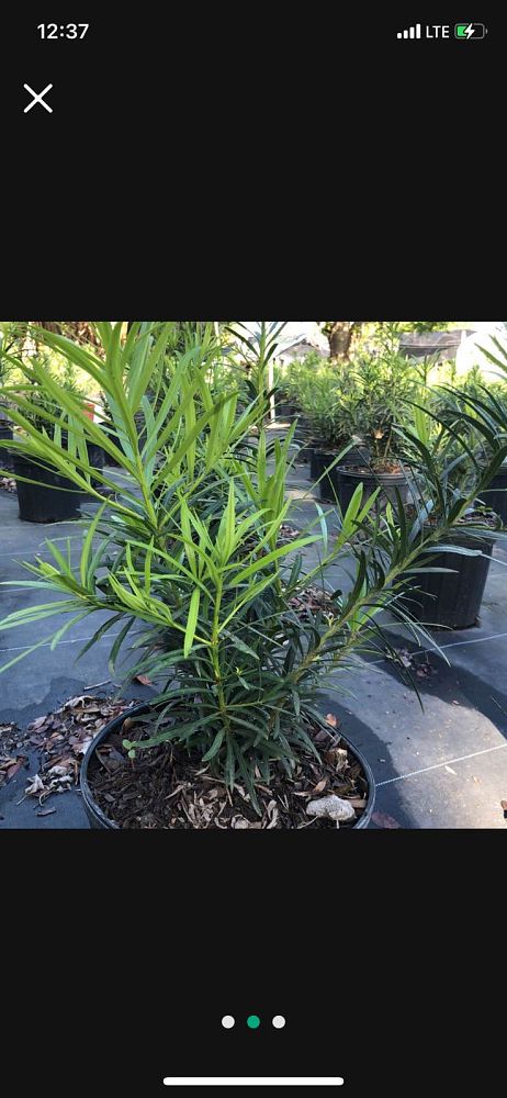podocarpus-macrophyllus-maki-japanese-yew