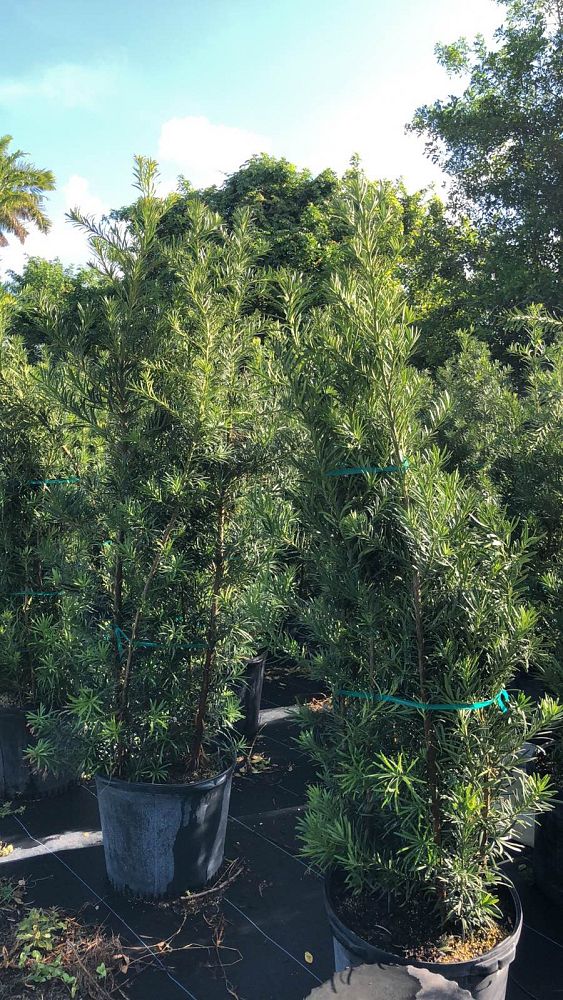 podocarpus-macrophyllus-maki-japanese-yew