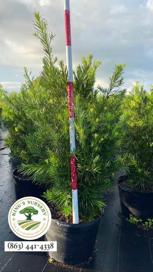 podocarpus-macrophyllus-maki-japanese-yew