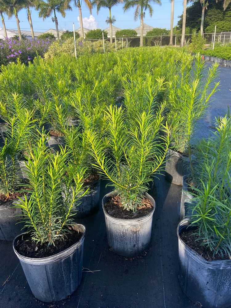 podocarpus-macrophyllus-maki-japanese-yew