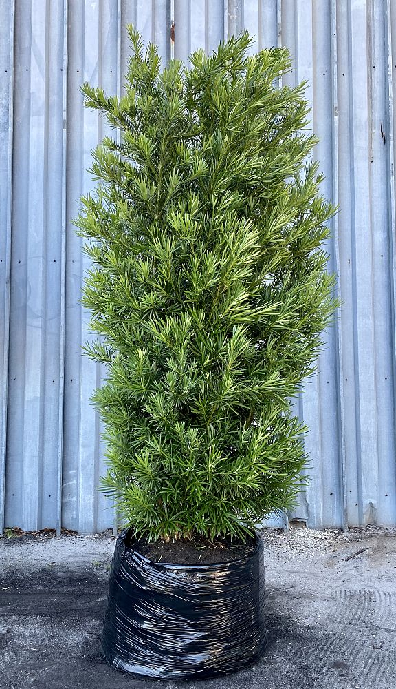podocarpus-macrophyllus-maki-japanese-yew