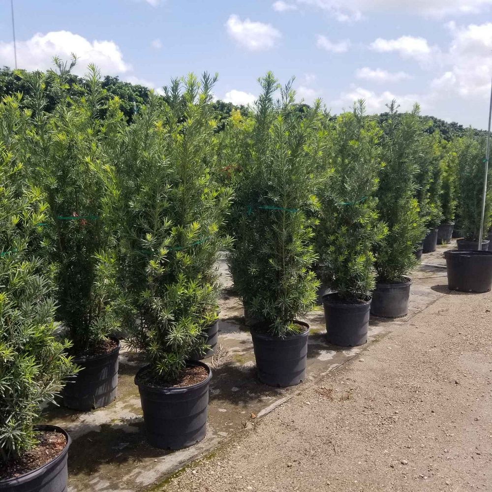 podocarpus-macrophyllus-maki-japanese-yew