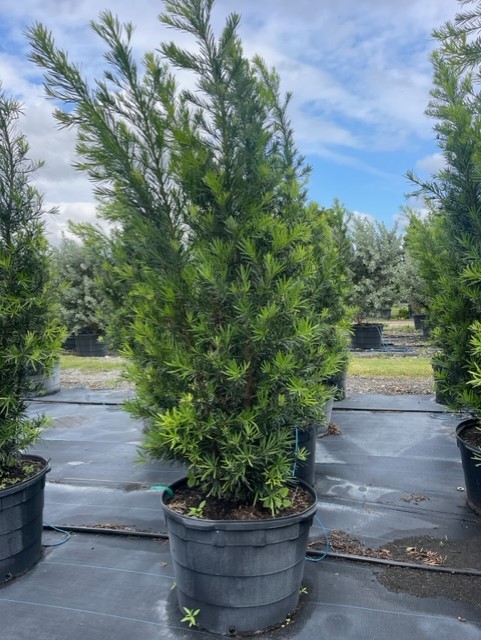 podocarpus-macrophyllus-maki-japanese-yew