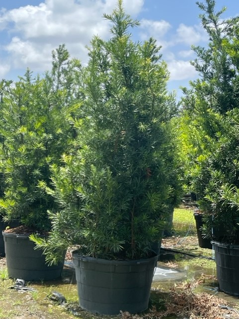 podocarpus-macrophyllus-maki-japanese-yew