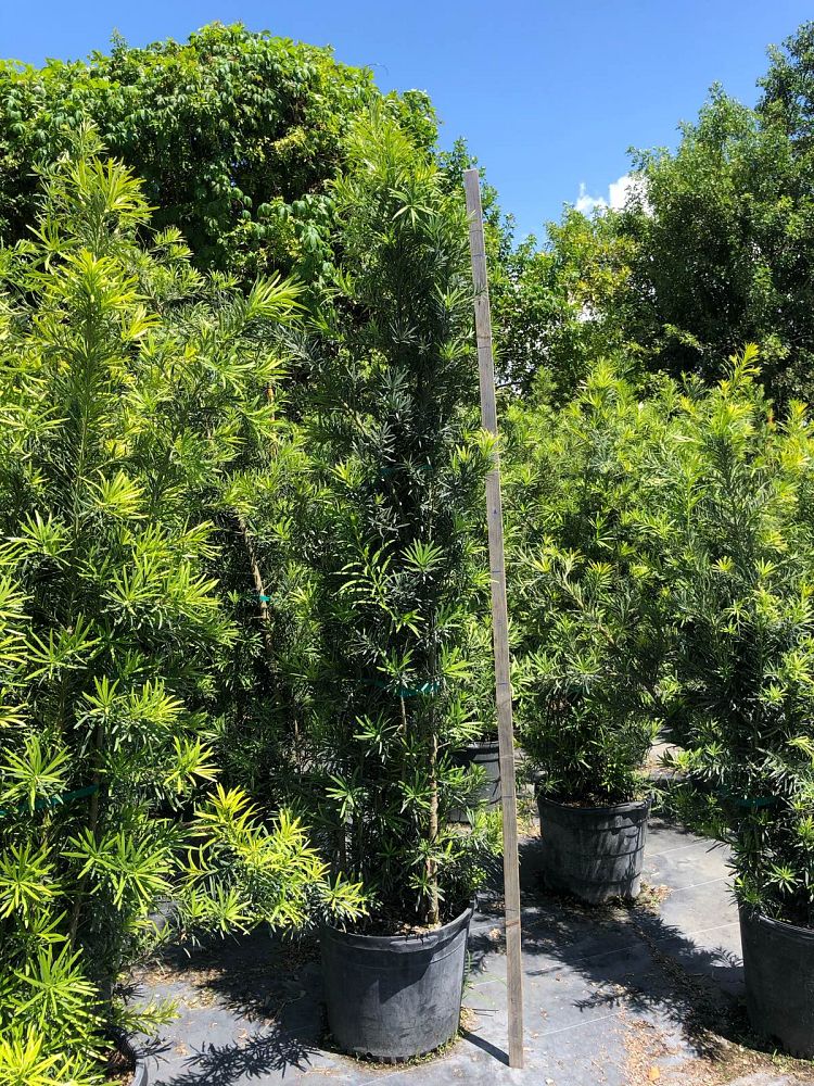 podocarpus-macrophyllus-maki-japanese-yew