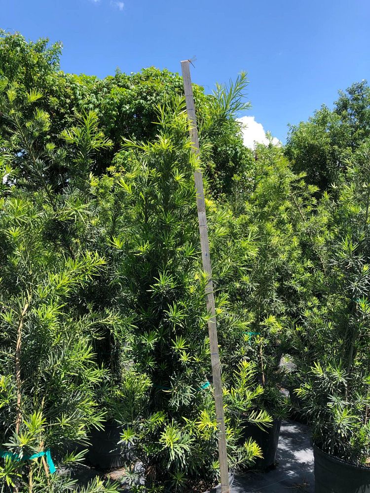 podocarpus-macrophyllus-maki-japanese-yew