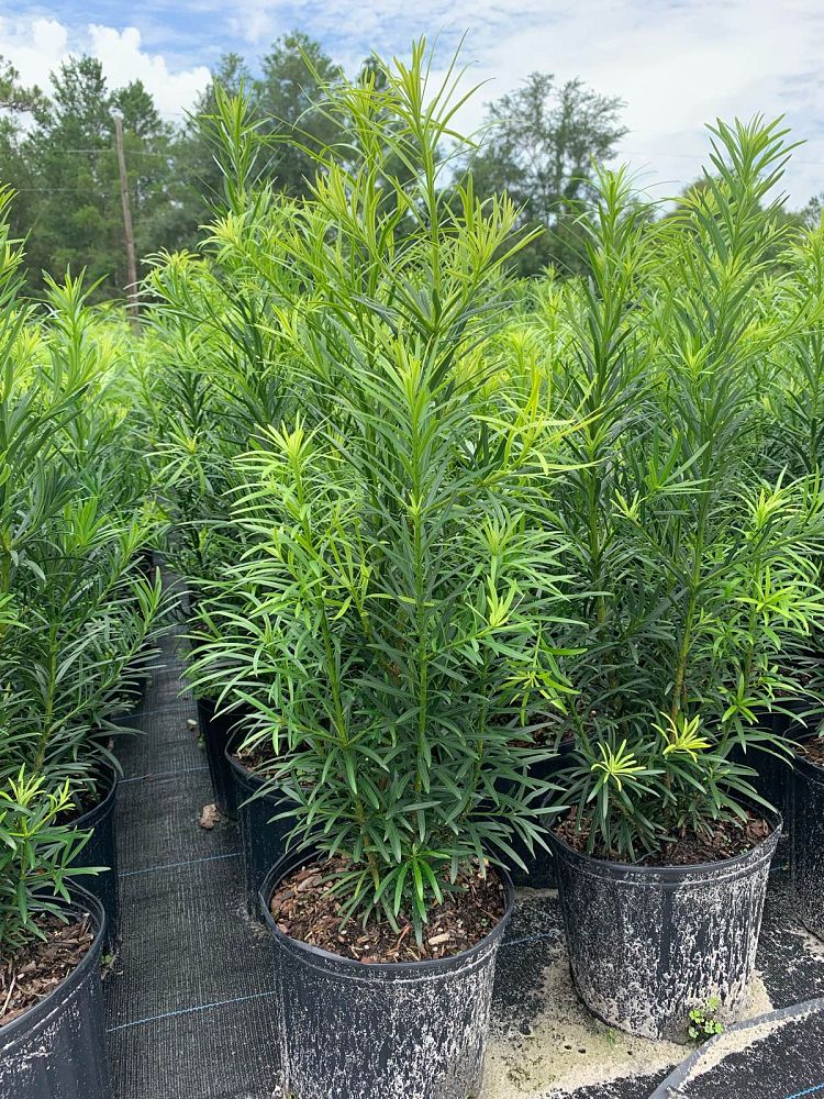 podocarpus-macrophyllus-maki-japanese-yew