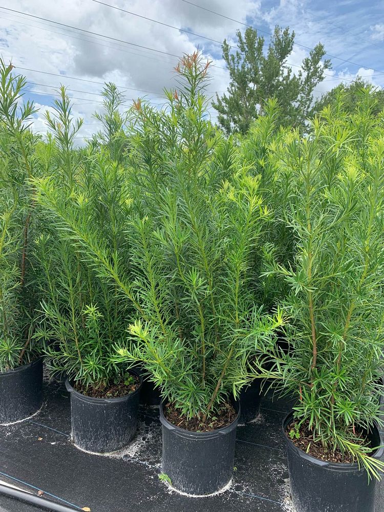 podocarpus-macrophyllus-maki-japanese-yew