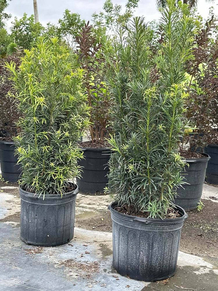 podocarpus-macrophyllus-maki-japanese-yew
