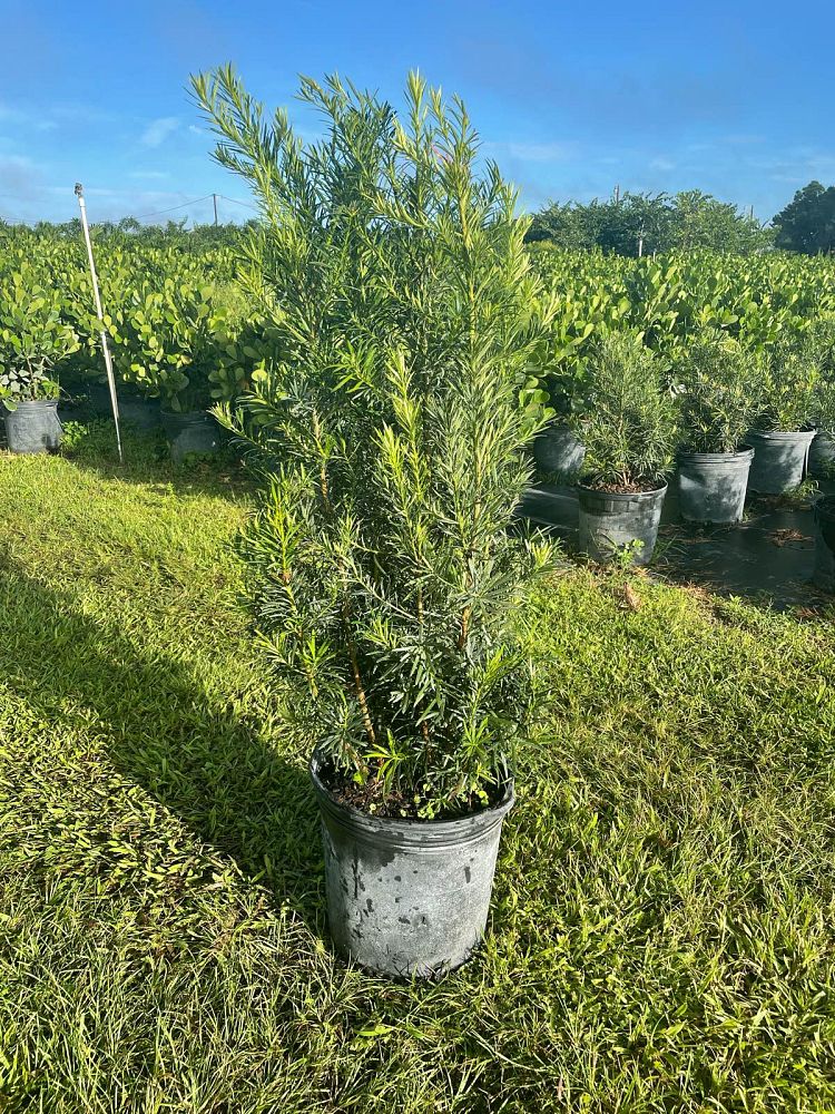podocarpus-macrophyllus-maki-japanese-yew