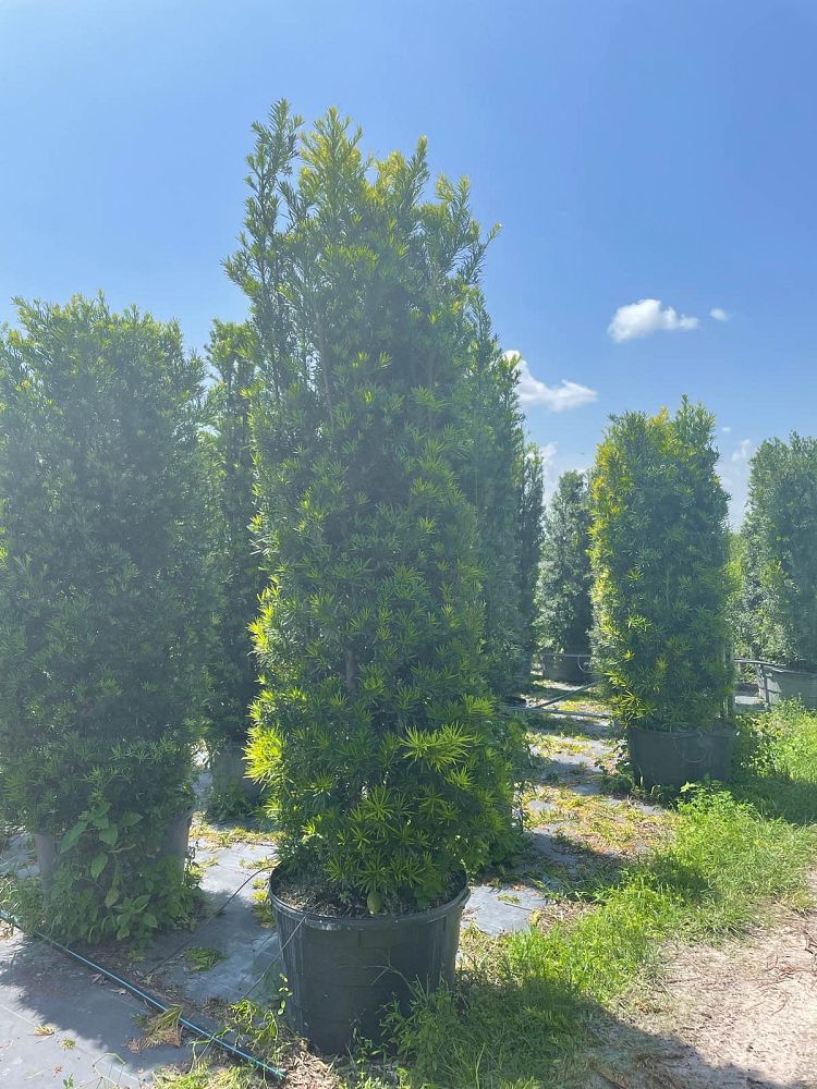 podocarpus-macrophyllus-maki-japanese-yew