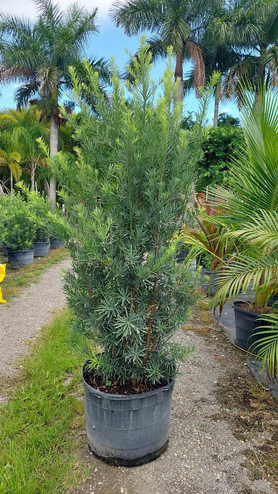 podocarpus-macrophyllus-maki-japanese-yew
