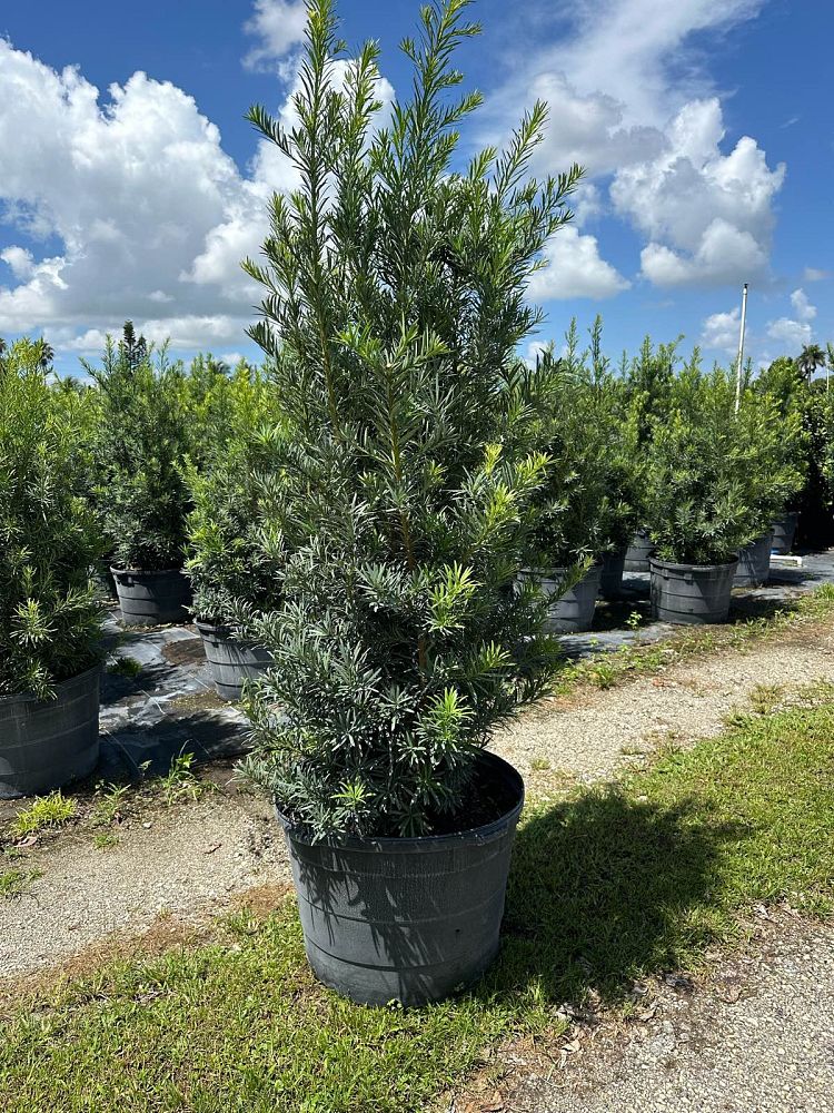 podocarpus-macrophyllus-maki-japanese-yew