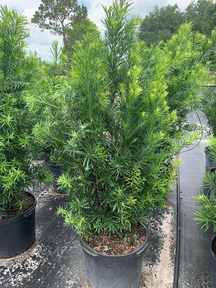 podocarpus-macrophyllus-maki-japanese-yew