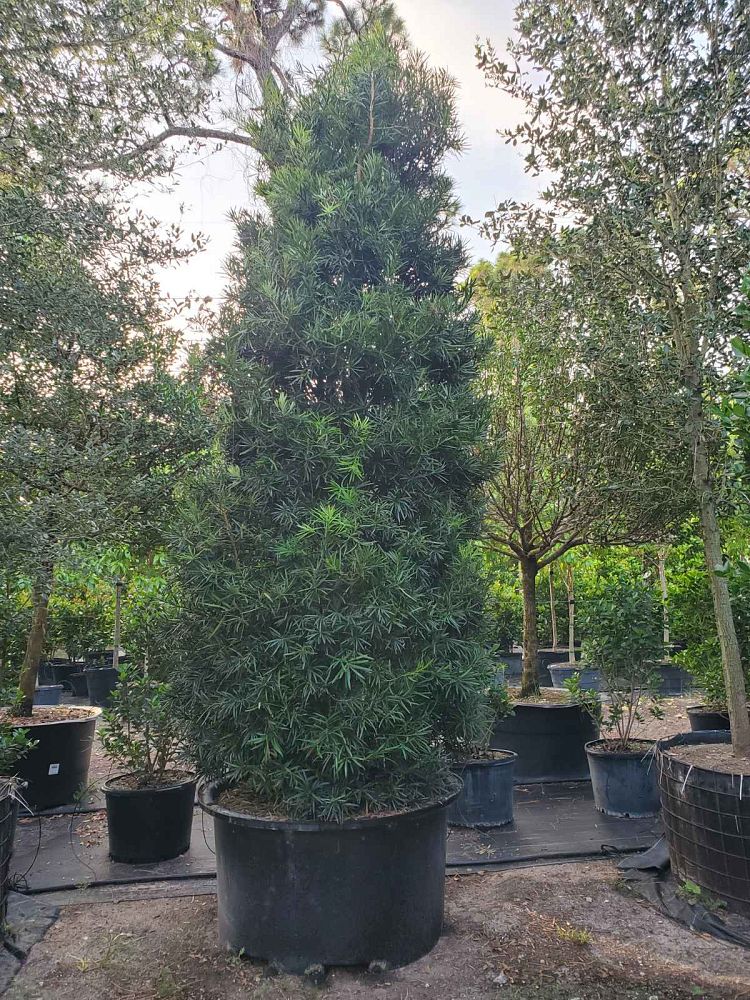 podocarpus-macrophyllus-maki-japanese-yew