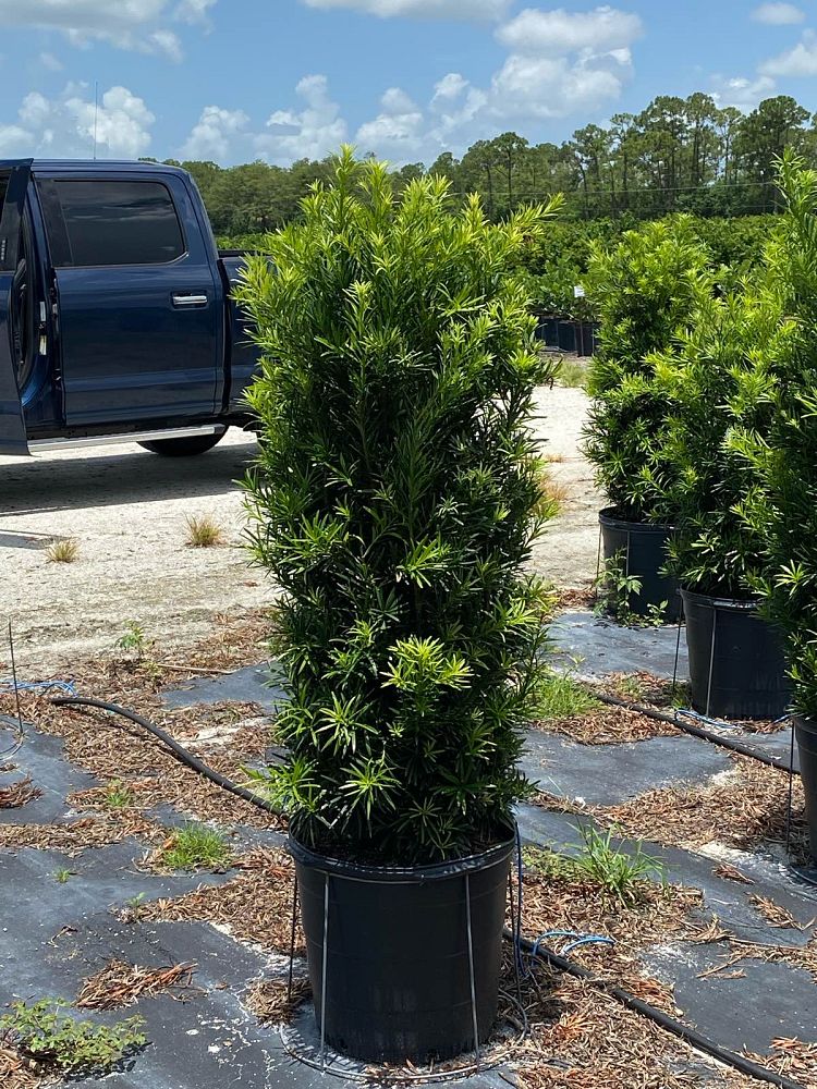 podocarpus-macrophyllus-maki-japanese-yew