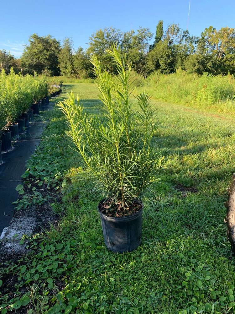 podocarpus-macrophyllus-maki-japanese-yew
