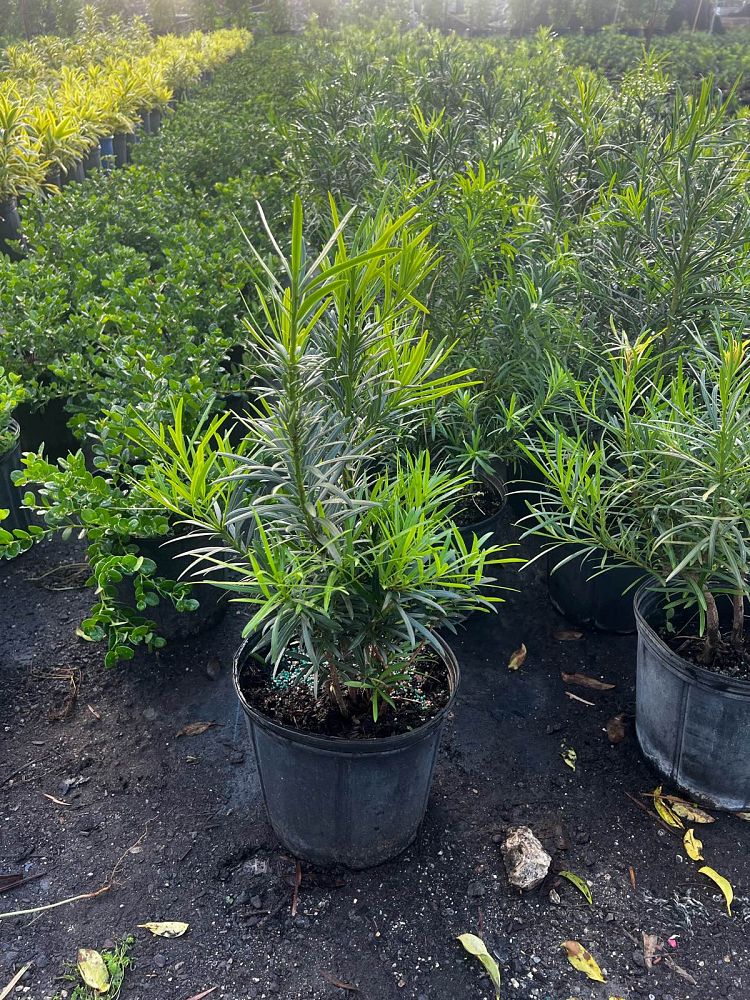 podocarpus-macrophyllus-maki-japanese-yew