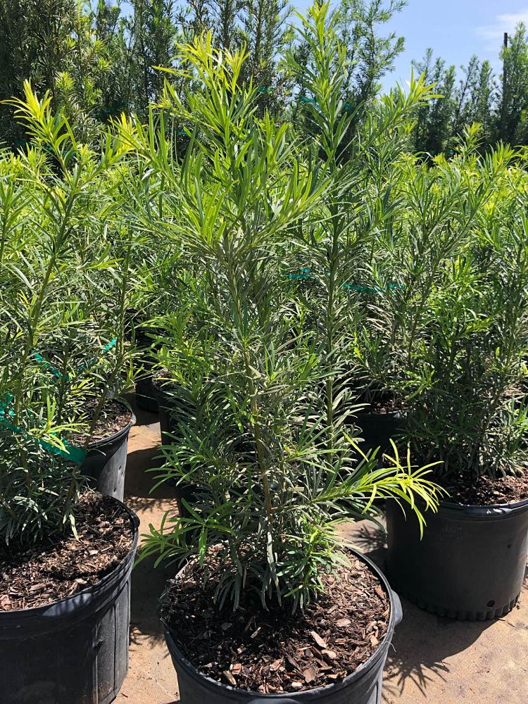 podocarpus-macrophyllus-maki-japanese-yew