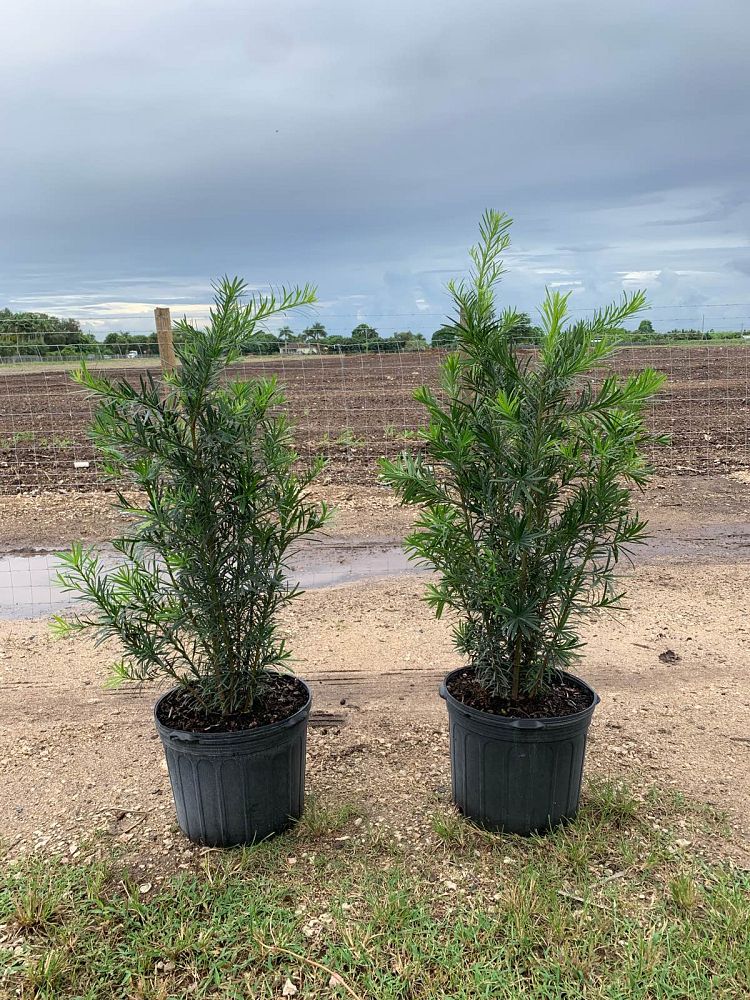 podocarpus-macrophyllus-maki-japanese-yew