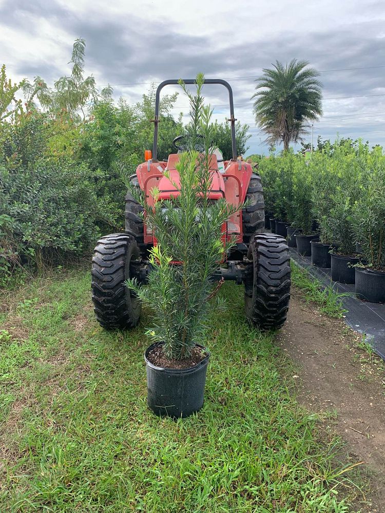 podocarpus-macrophyllus-maki-japanese-yew