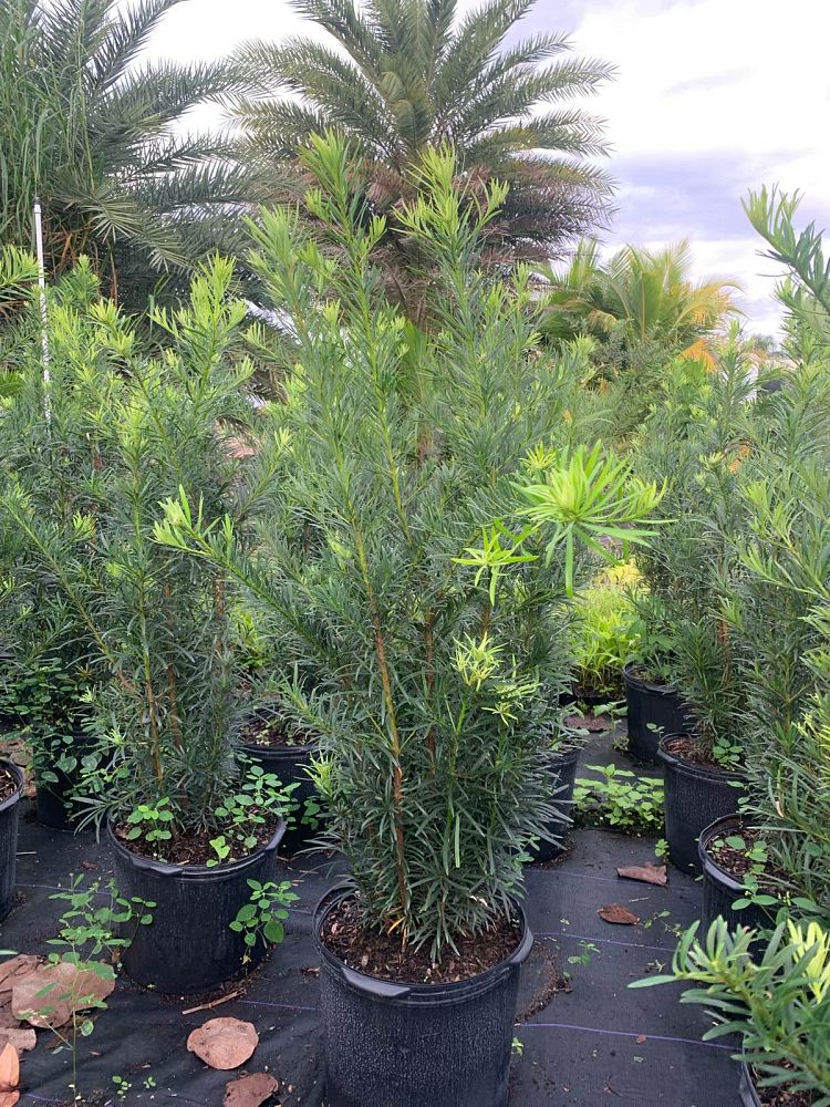 podocarpus-macrophyllus-maki-japanese-yew