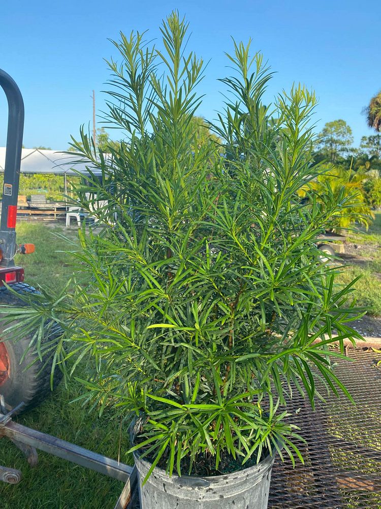 podocarpus-macrophyllus-maki-japanese-yew