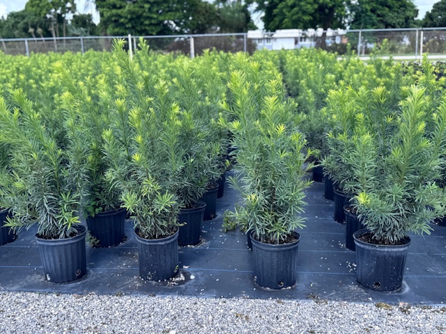 podocarpus-macrophyllus-maki-japanese-yew