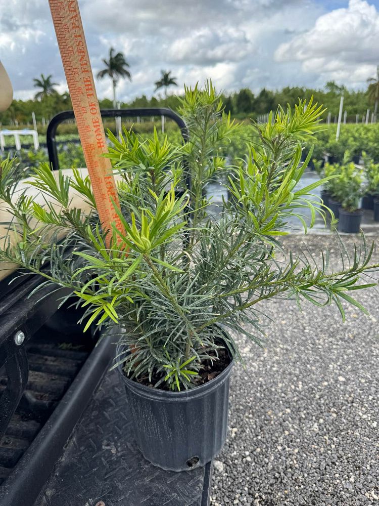 podocarpus-macrophyllus-maki-japanese-yew