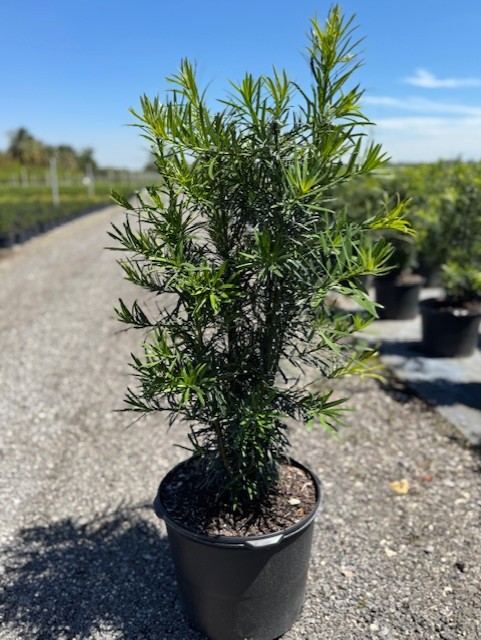 podocarpus-macrophyllus-maki-japanese-yew