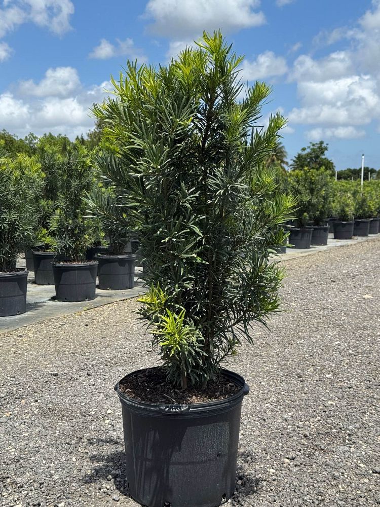 podocarpus-macrophyllus-maki-japanese-yew