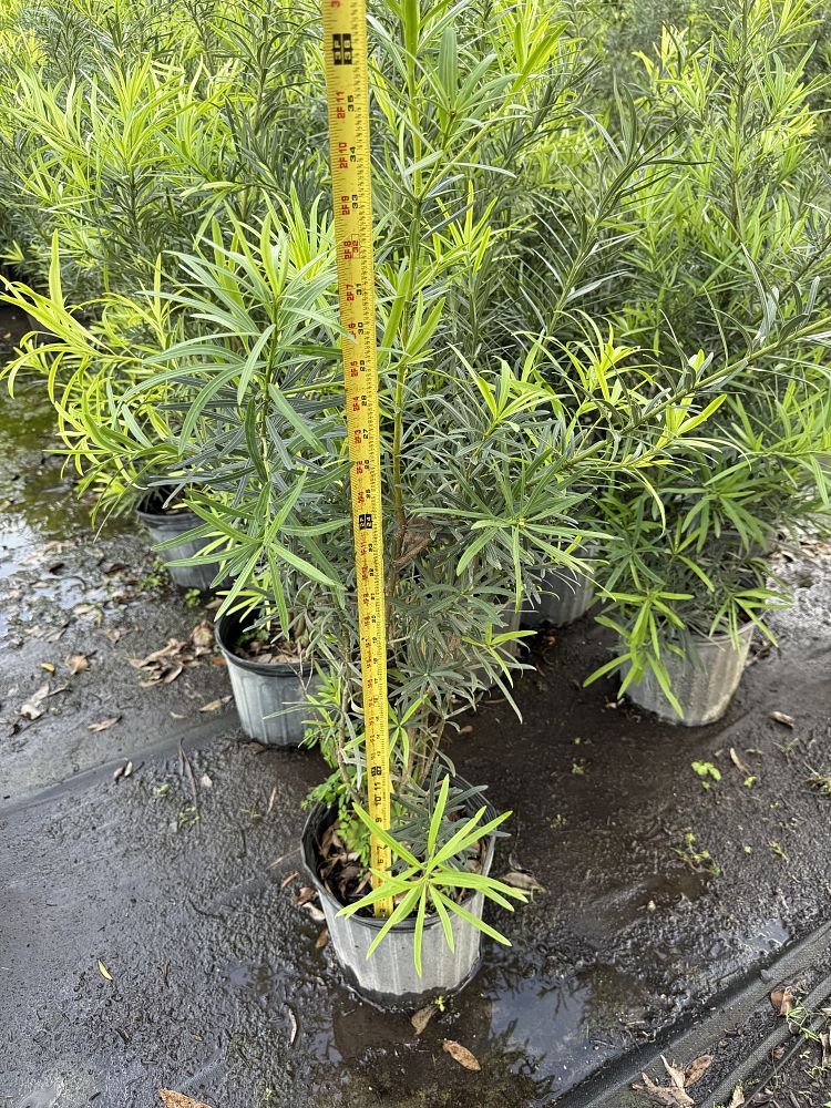 podocarpus-macrophyllus-maki-japanese-yew