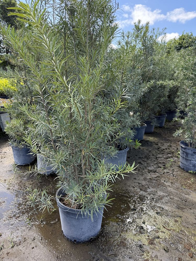 podocarpus-macrophyllus-maki-japanese-yew