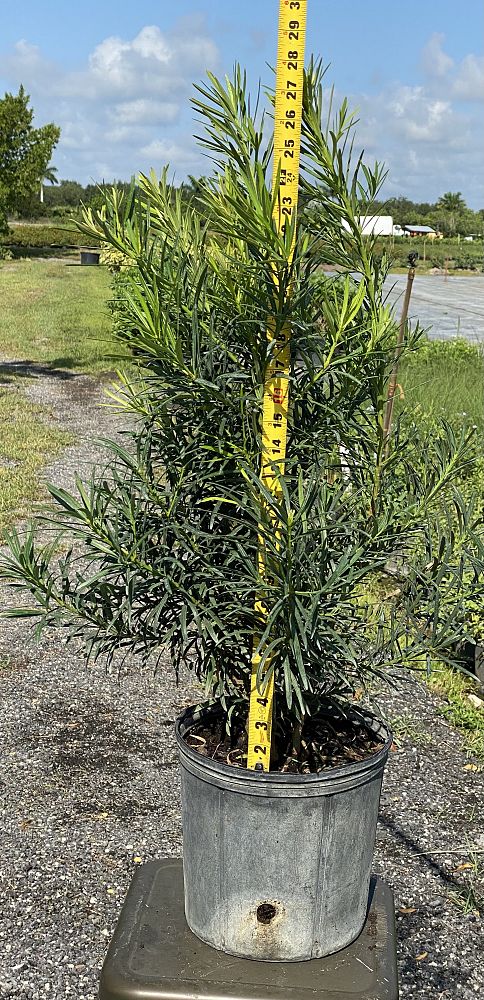 podocarpus-macrophyllus-maki-japanese-yew