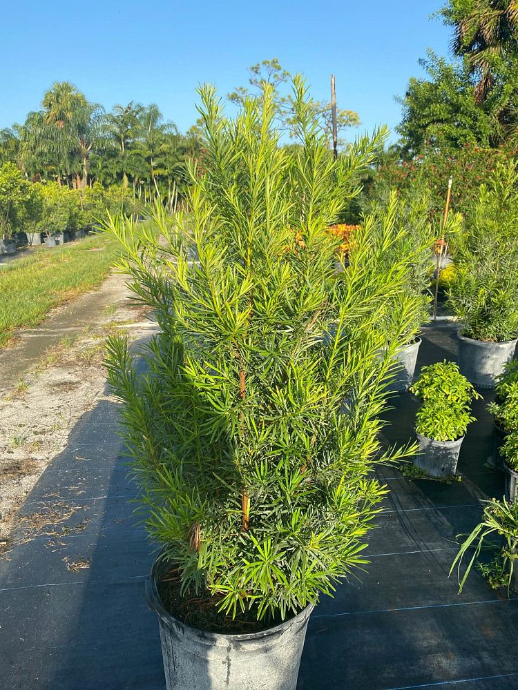 podocarpus-macrophyllus-maki-japanese-yew