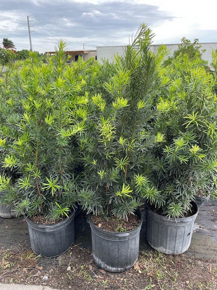 podocarpus-macrophyllus-maki-japanese-yew