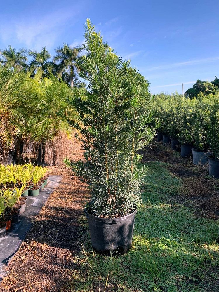 podocarpus-macrophyllus-maki-japanese-yew