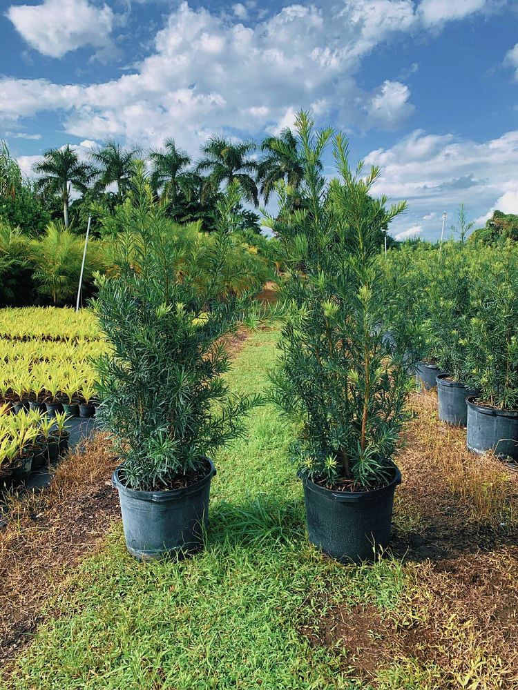 podocarpus-macrophyllus-maki-japanese-yew