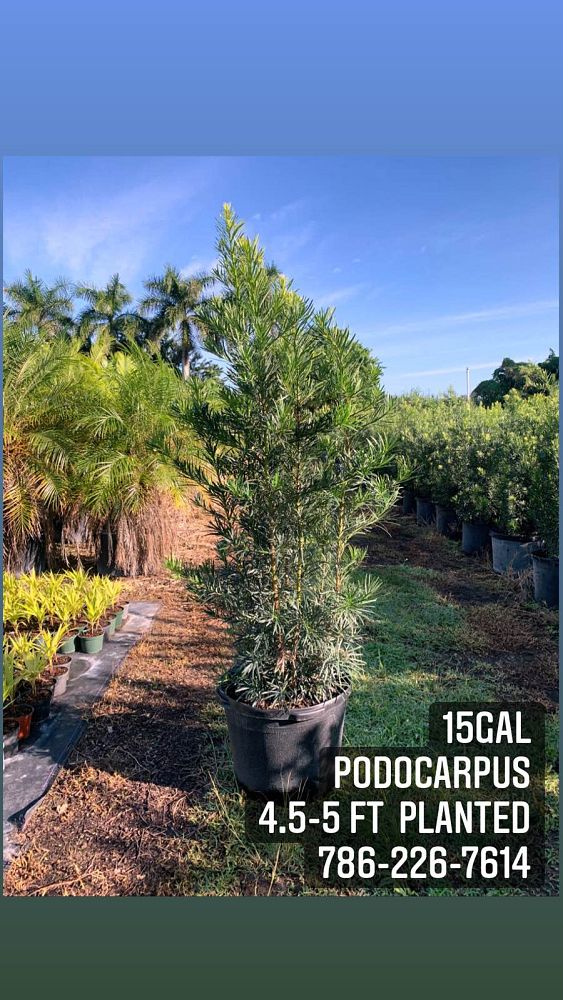 podocarpus-macrophyllus-maki-japanese-yew